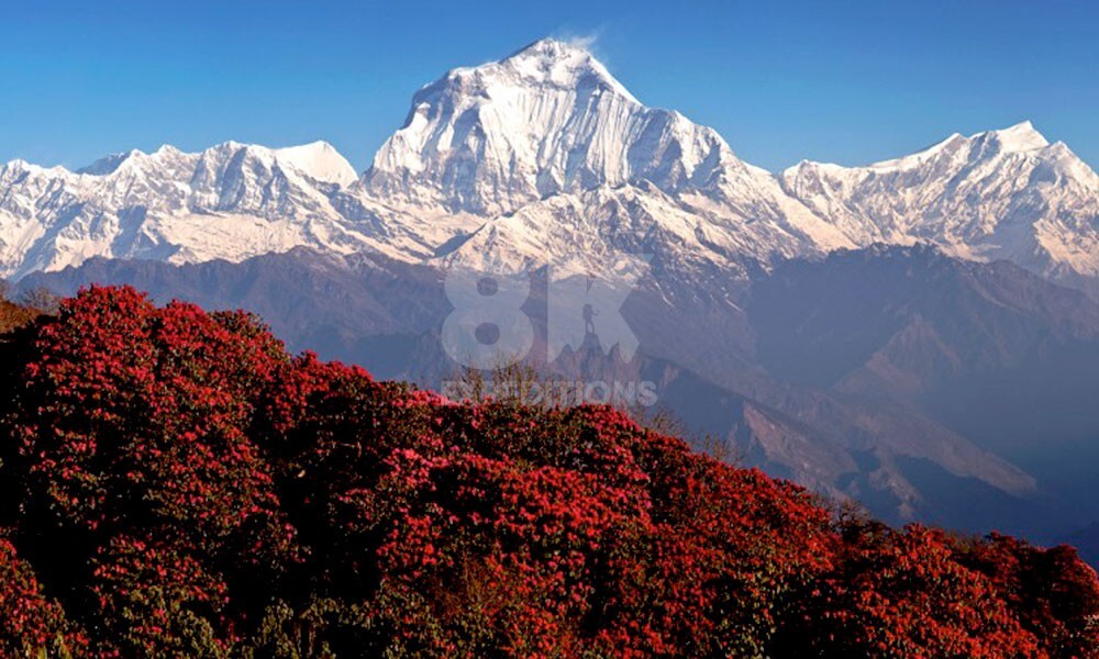 GHOREPANI POON HILL TREK